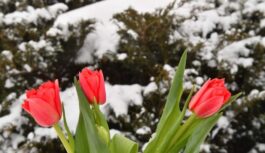 Sākotnējās prognozes bija kļūdainas: reģionā ienāk negaidīts aukstuma vilnis un brāzmains vējš