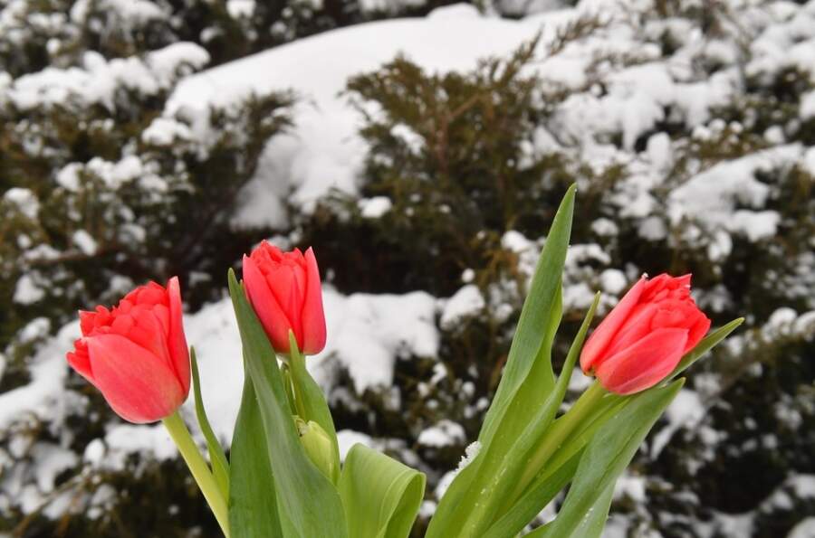 Sākotnējās prognozes bija kļūdainas: reģionā ienāk negaidīts aukstuma vilnis un brāzmains vējš