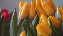 Mainās laiki, bet ne ziedi: kāpēc 8. marts joprojām ir viens no darbīgākajiem laikiem dārzniekiem Mainās laiki, bet ne ziedi: kāpēc 8. marts joprojām ir viens no darbīgākajiem laikiem dārzniekiem