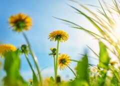 Klimatologs atklāj kāda būs gaidāmā vasara: “Šovasar laikapstākļi var sagādāt pamatīgus pārsteigumus”