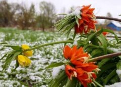 Pavasaris Latvijā mēdz būt viltīgs un neprognozējams: sinoptiķi atklāj vai sagaidīsim aprīlī cīruļputeni