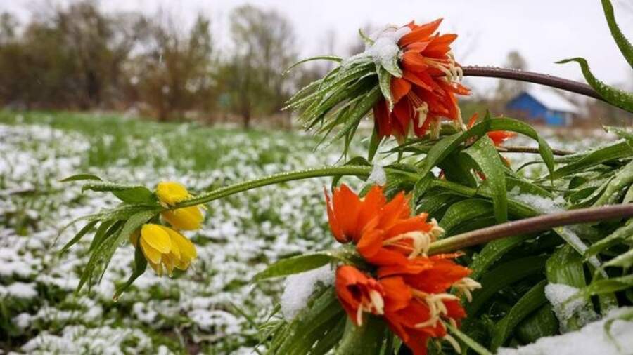 Pavasaris Latvijā mēdz būt viltīgs un neprognozējams: sinoptiķi atklāj vai sagaidīsim aprīlī cīruļputeni