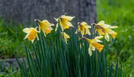 Meteorologi paziņo kādi laikapstākļi gaidāmi marta otrajā pusē: “Vēl nekas nav beidzies, viss vēl priekšā” Meteorologi paziņo kādi laikapstākļi gaidāmi marta otrajā pusē: “Vēl nekas nav beidzies, viss vēl priekšā”