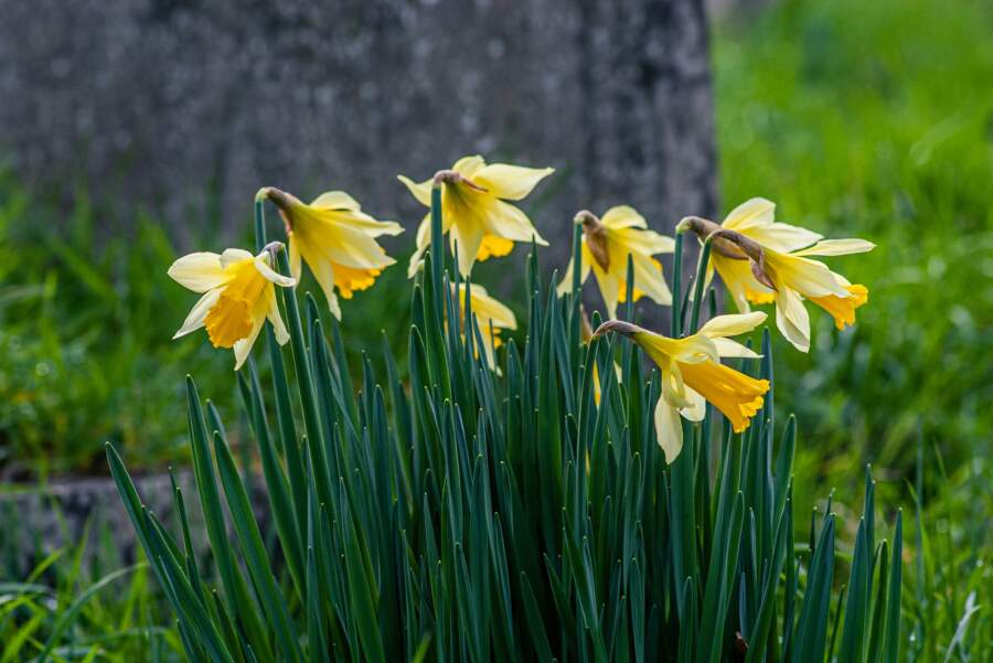Meteorologi paziņo kādi laikapstākļi gaidāmi marta otrajā pusē: “Vēl nekas nav beidzies, viss vēl priekšā”