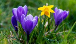 Sāksies 25. martā un ilgs pilnu nedēļu: sinoptiķi brīdina par krasām izmaiņām