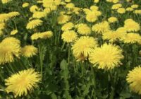 Pienene atgriežas atkal un atkal: viens vienīgs paņēmiens, kā tikt no tām vaļā uz visiem laikiem