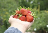 Ar spaiņiem būs par maz: sen aizmirsta zemeņu apgriešanas metode rekordlielai ražai