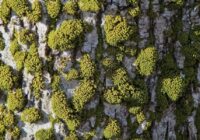 Ko darīt, ja dārzā sāk saimniekot sūnas: pieredzējušu dārznieku padomi cīņai ar mitruma mīļotāju