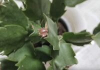 Lai decembrista posmi augtu “kā uz rauga”: pārbaudīta metode bagātīgai ziedēšanai pat viskaprīzākajiem augiem