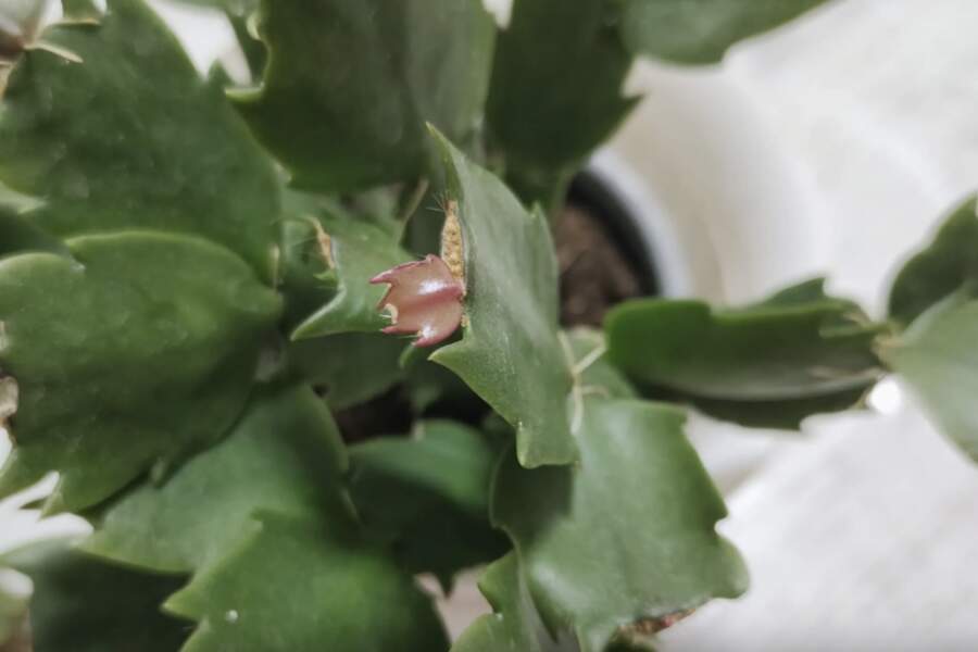 Lai decembrista posmi augtu “kā uz rauga”: pārbaudīta metode bagātīgai ziedēšanai pat viskaprīzākajiem augiem