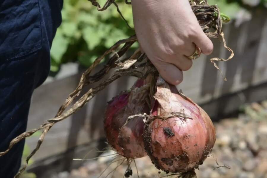 Sīpolu stādīšana zem avīzēm: neparasts knifs, kas ļauj izaudzēt ražu dūres lielumā un aizmirst par ravēšanu
