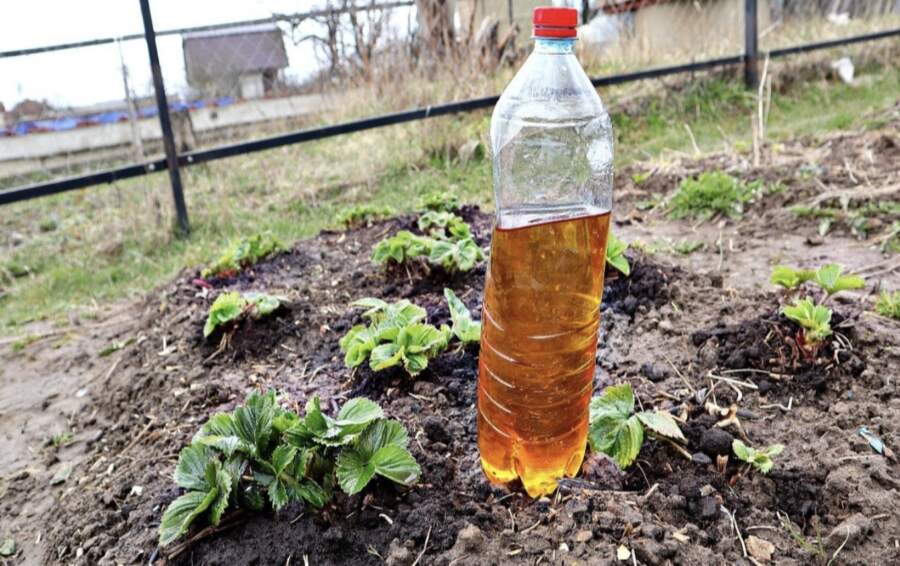 Jods — galvenais palīgs lielai zemeņu ražai: kā to pareizi izmantot aprīlī un maijā