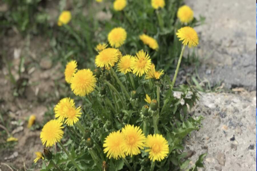 Aizmirstiet par “karoti uz spaini ūdens”: neparasta metode pieneņu iznīdēšanai, ko plaši izmanto Ķīnā