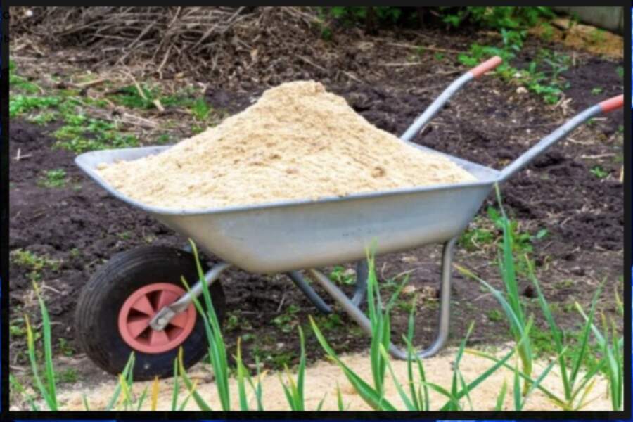 Kļūda, ko pieļauj daudzi: kāpēc zāģu skaidas neuzlabo augsni un kā tās pareizi izmantot mulčēšanai