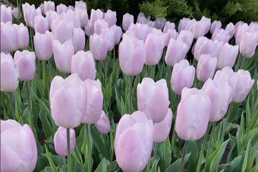 Tulpes jau asno: pievieno augsnei šo lietu, lai ziedi būtu dūres lielumā