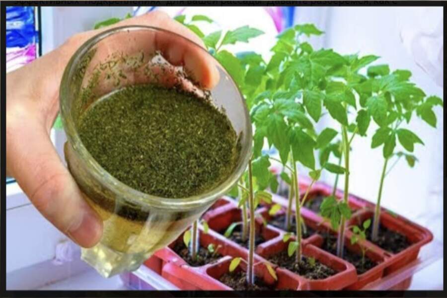 Pietiek ar 5 stundām: PSRS laiku recepte, kas padara tomātu stādus spēcīgus