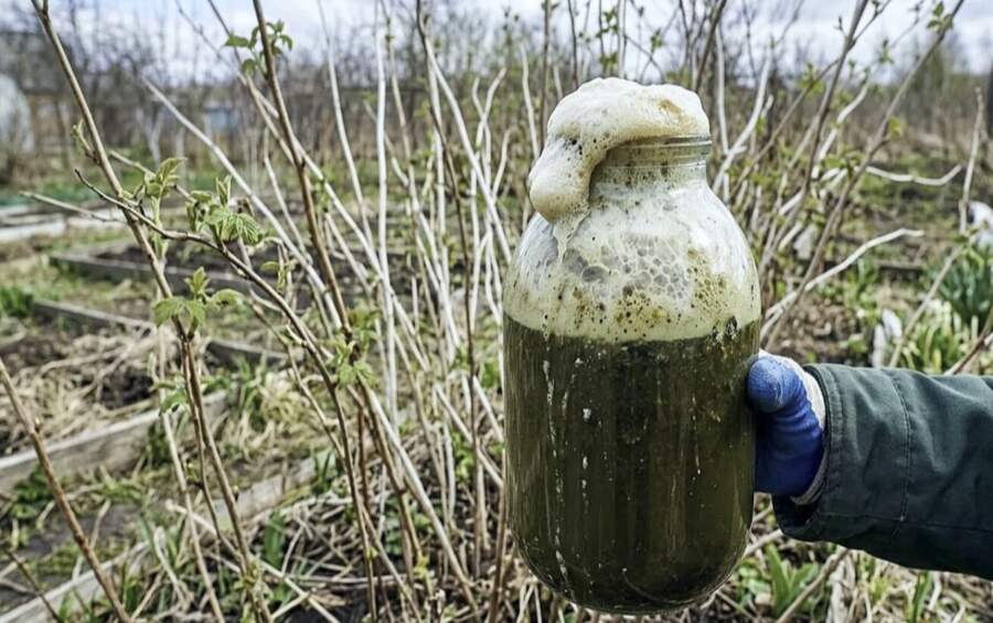 Ogas būs viena pie otras: ar ko aprīlī mēslot avenes, lai raža būtu rekordliela