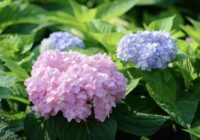 Kā panākt, lai hortenzijas uzziedētu mēnesi agrāk: vienkāršs knifs ar plēvi bez jebkādas ķīmijas