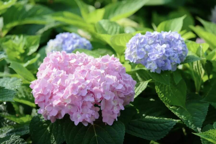 Kā panākt, lai hortenzijas uzziedētu mēnesi agrāk: vienkāršs knifs ar plēvi bez jebkādas ķīmijas