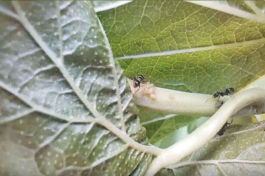 Manna un prosu putraimi vairs nepalīdzēs: kā atbrīvoties no skudrām dārzā ar vienu vienīgu paņēmienu