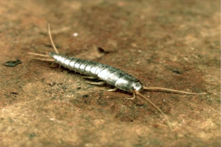 Mazi, balti kukainīši vannasistabā vai virtuvē: kas tie ir un kā no tiem pavisam vienkārši atbrīvoties