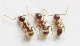 Sajauciet krītu ar cukuru — un skudras virtuvē vairs neredzēsiet: tautas metode, kas strādā labāk par ķīmiju