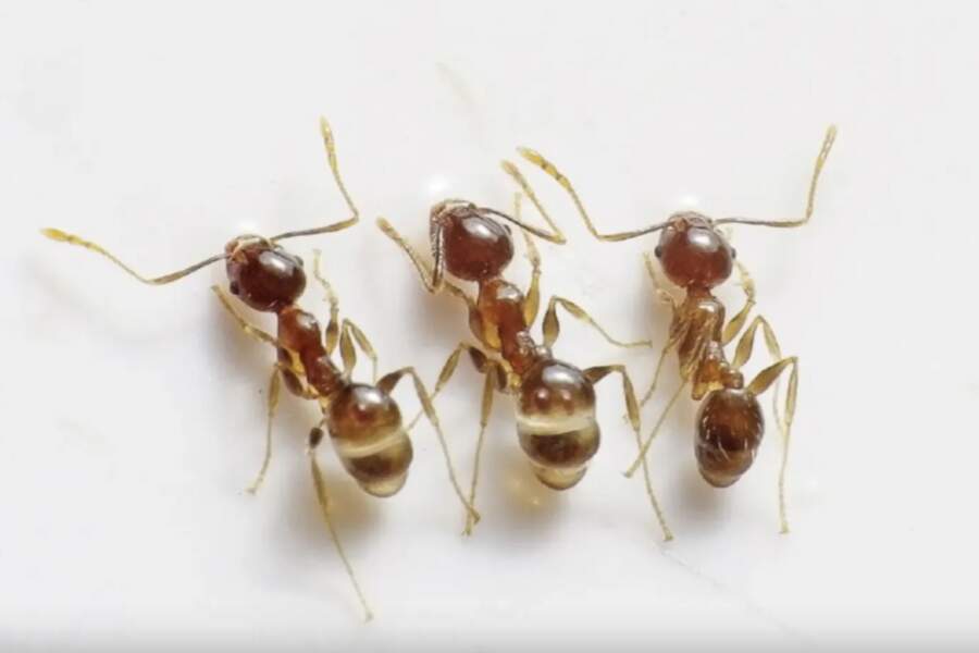 Sajauciet krītu ar cukuru — un skudras virtuvē vairs neredzēsiet: tautas metode, kas strādā labāk par ķīmiju