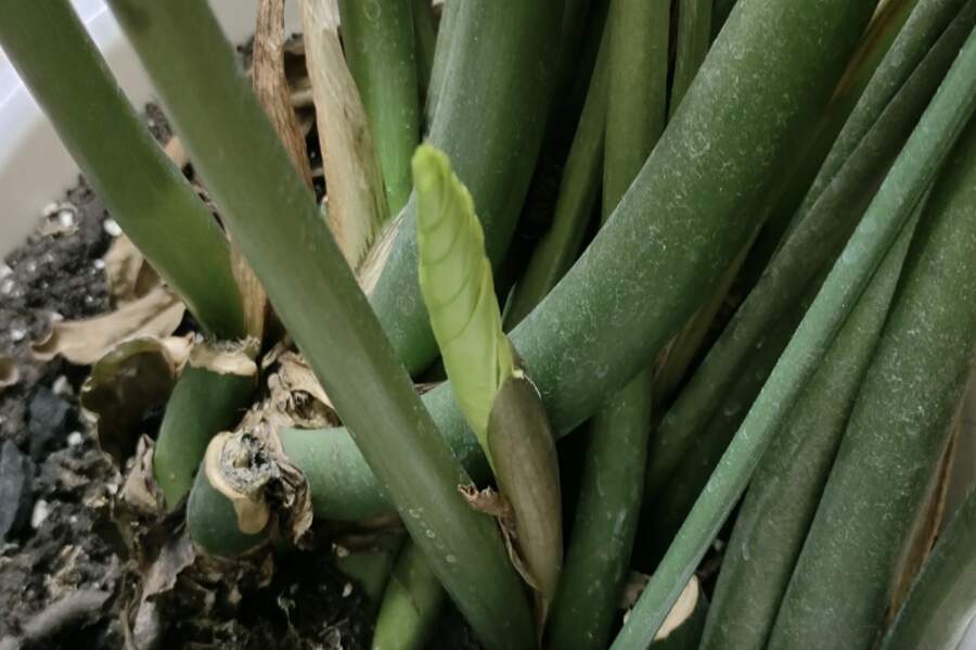 Tikai viena tablete ūdenī: knifs, kas liek zāmijai “izšaut” jaunus dzinumus vienu pēc otra