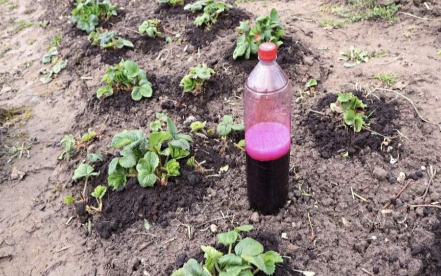 Sēklu un ražas knifs: kāpēc pavasarī zemenēm dārzā noderēs tieši zilie graudiņi