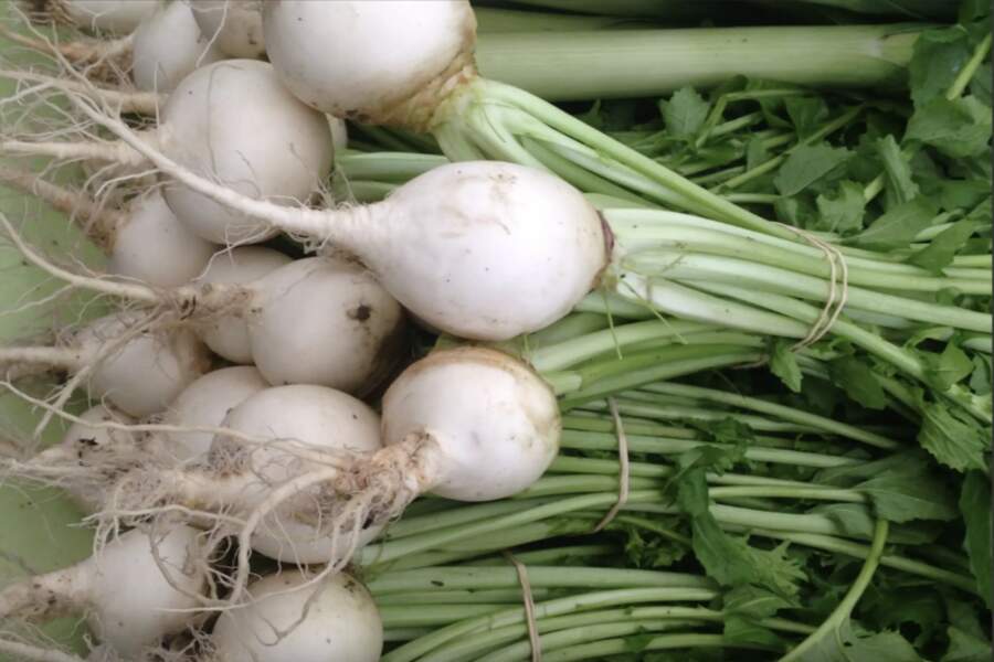 No 30 rāceņu šķirnēm izvēlos tikai vienu: kāpēc tieši šī ir saldākā un bez rūgtuma