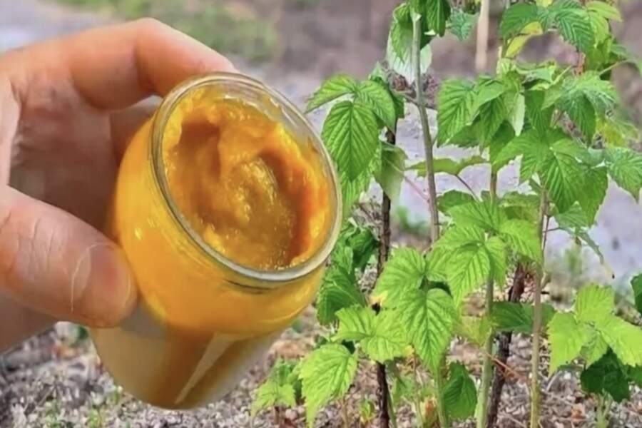 Melnas un saldas ogas: 5 dabīgi mēslošanas līdzekļi, kas pavasarī vajadzīgi avenēm