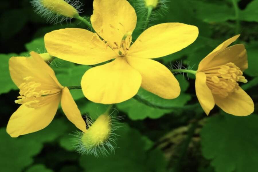 Kāpēc gudri dārznieki nepļauj struteni: iemesli, kas liks jums citādi paskatīties uz šo augu