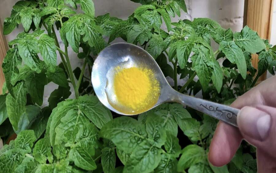 Līdzeklis, pēc kura dēsti burtiski atdzīvojas: pieredzējušu dārzkopju viltība straujam augšanas lēcienam