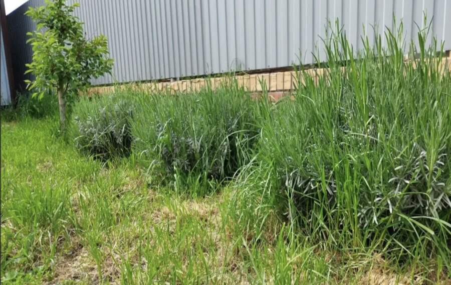 Dārzkopju viltība: trīskārša metode cīņai ar nezālēm pie žoga, lai tās vairs nekad neatgrieztos