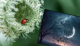 17. aprīļa jauns mēness: kuras 5 zīmes saņems Visuma dāvanu un iespēju visu sākt no nulles