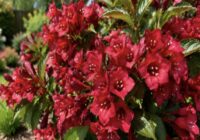 Zied bez apstājas gandrīz pusgadu: šis krūms no maija līdz pat oktobrim iekrāsos dārzu koši sarkanu