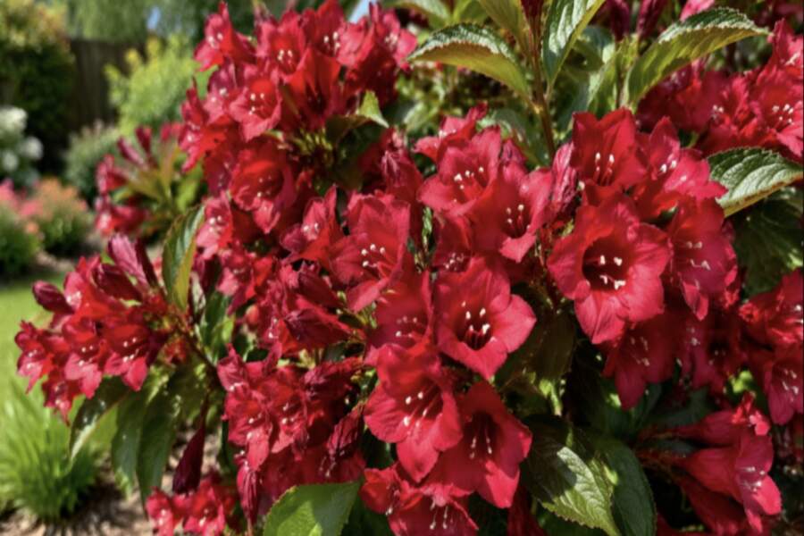 Zied bez apstājas gandrīz pusgadu: šis krūms no maija līdz pat oktobrim iekrāsos dārzu koši sarkanu