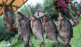 Zivs, ar kuru agrāk kurināja krāsnis: tā deg karstāk par malku, bet mūsdienās ir kļuvusi par retu lomu