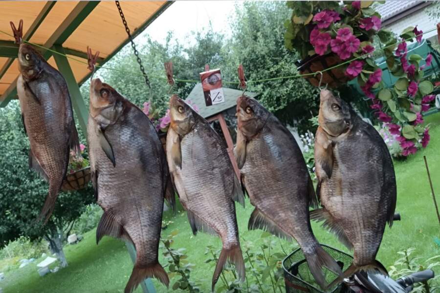 Zivs, ar kuru agrāk kurināja krāsnis: tā deg karstāk par malku, bet mūsdienās ir kļuvusi par retu lomu