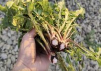 Bez etiķa un sāls: trīs iedarbīgi veidi, kā likvidēt nezāles uz dārza celiņiem un uzveikt vārpatu