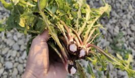 Bez etiķa un sāls: trīs iedarbīgi veidi, kā likvidēt nezāles uz dārza celiņiem un uzveikt vārpatu