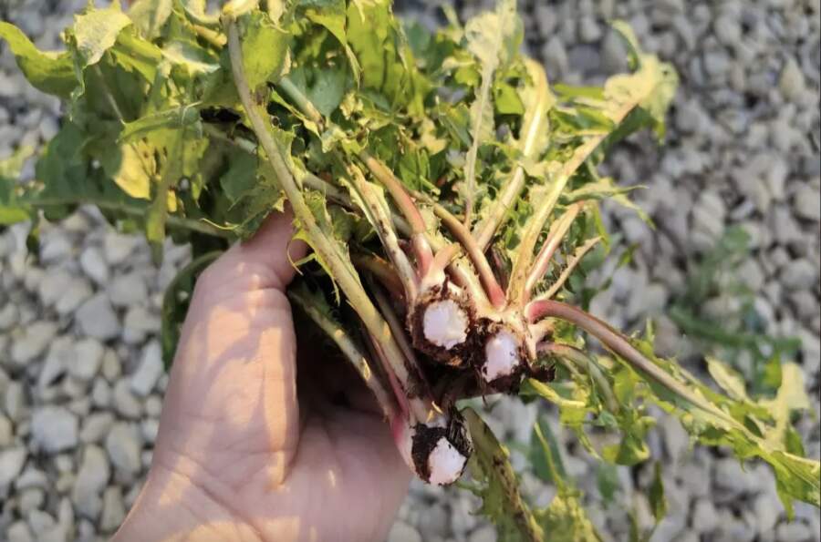 Bez etiķa un sāls: trīs iedarbīgi veidi, kā likvidēt nezāles uz dārza celiņiem un uzveikt vārpatu