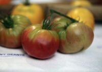 Dārza sezonas hīts: saldi un maigi tomāti, kas ražo līdz pat 12 kg no viena krūma