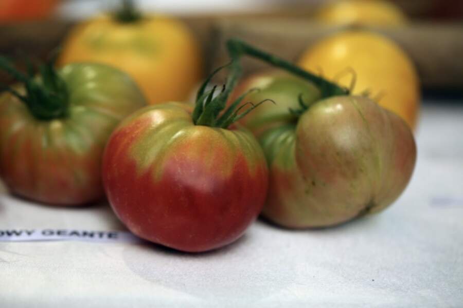 Dārza sezonas hīts: saldi un maigi tomāti, kas ražo līdz pat 12 kg no viena krūma