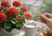 Pelargonija parādīs visu savu skaistumu: pietiek ar vienu karoti piebarojuma, lai ziedu “cepures” nosegtu visu zaļumu