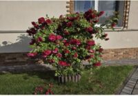 Laputis uz rozēm: kāpēc ožamais spirts mēdz būt efektīvāks par dārgo ķīmiju un kā to pareizi lietot