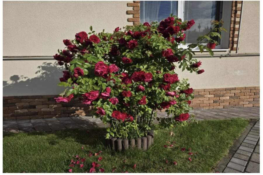 Laputis uz rozēm: kāpēc ožamais spirts mēdz būt efektīvāks par dārgo ķīmiju un kā to pareizi lietot