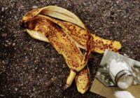 Kāpēc dārznieki pavasarī meklē sāli un banānu mizas: paņēmiens, kas liek visam uzziedēt