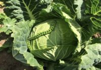 Kāpuriem šeit nav vietas – pārbaudīta metode, kas palīdz glābt kāpostu ražu pat visgrūtākajās sezonās