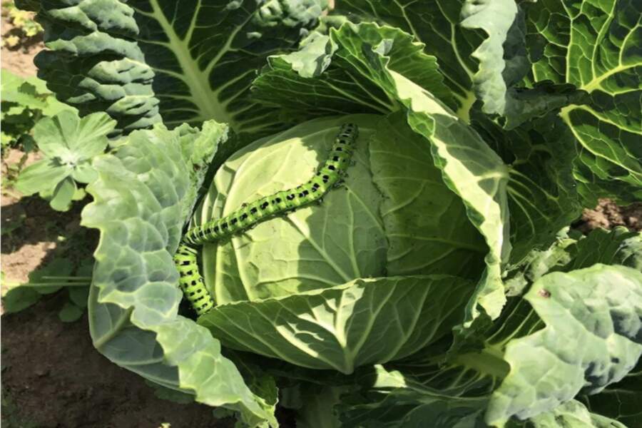 Kāpuriem šeit nav vietas – pārbaudīta metode, kas palīdz glābt kāpostu ražu pat visgrūtākajās sezonās